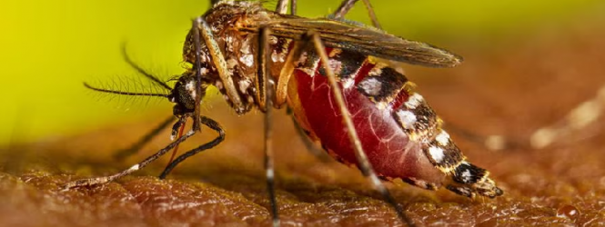 Salud Pública emite alerta ante propagación de la chikungunya