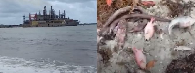 Denuncian muerte de peces a causa barcaza instalada en Azua