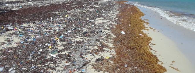Gobierno dominicano crea grupo luchará contra problema sargazo