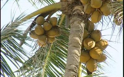 Coco y aguacate RD entrarán por primera vez a mercado de EEUU