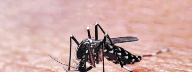 Confirman primer caso de dengue por transmisión intrauterina en República Dominicana