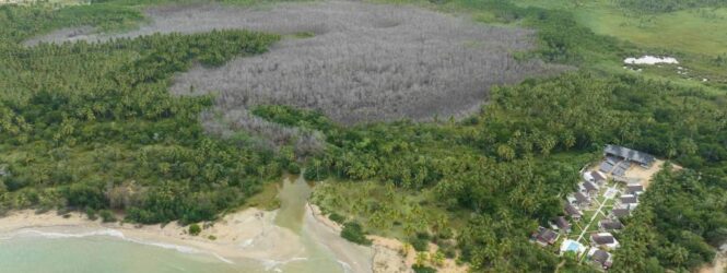 Senador de Samaná solicita investigación a Medio Ambiente sobre crimen ecológico en El Limón