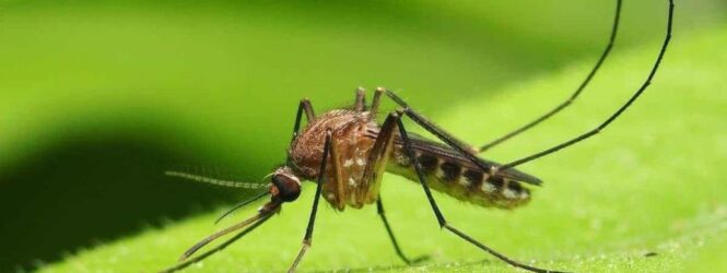 Detectan en República Dominicana el virus “Oropouche”