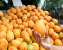 Desde 2019 en RD hay una resolución para controlar la mosca que afecta ahora exportaciones de mangos