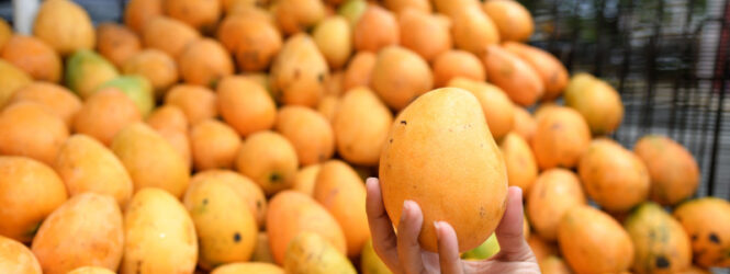 Desde 2019 en RD hay una resolución para controlar la mosca que afecta ahora exportaciones de mangos