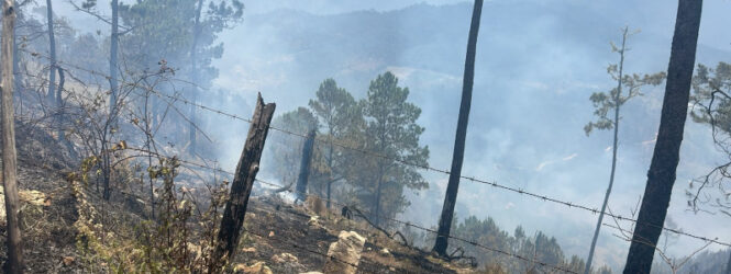 Autoridades de Medio Ambiente en Ocoa identifican a los causantes de incendios forestales